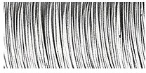 Rayher 2419202 Blumendraht, 0,35 mm ø, Spule 55 m, weiÃŸ