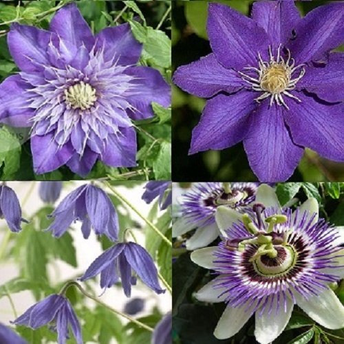Lot de 4 plantes grimpantes – Mélange bleu – Acheter 4 plantes / 3 – Passiflora/Clematis The President/Multi Blue/Macropetala | 4 pots de 1,5 l
