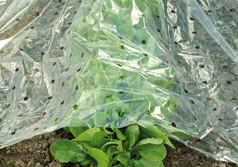 Floraworld Semis Film L 10 x b 1,5 m, perforé hochtransparent Film pour semis, Plante d'écran, Film, pour Serre Tunnel de Jardin à semis, Culture