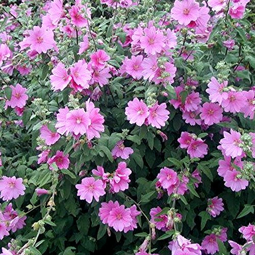 GardenersDream Lavatera Rosea Plant - Tree Mallow Semi Evergreen Hardy Shrub - Outdoor Garden Ready Flowering Plant - Fast Growing Flowering Shrub for Gardens and Patios (9cm Pot, 15-25cm)