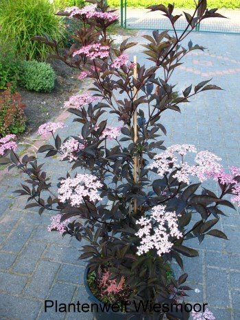 Sambucus nigra Black Lace 60–80 cm – Winterhart, Mehrjährig, Pflegeleicht – Schwarzer Holunder – Zierstrauch für Garten & Sichtschutz