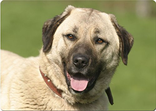 +++ SIVAS KANGAL - SCHNEIDEBRETT Dekoteller Glasbrett Dekoglas - SVK 05