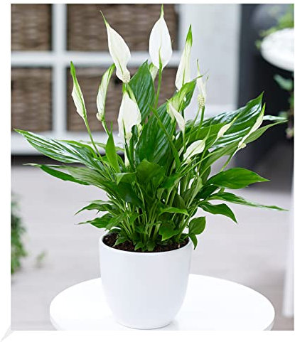 BALDUR Garten Spathiphyllum, 1 Pflanze, Luftreinigende Zimmerpflanze, unterstützt das Raumklima, blühende Zimmerpflanze Einblatt, mehrjährig - frostfrei halten, Spathiphyllum wallisii