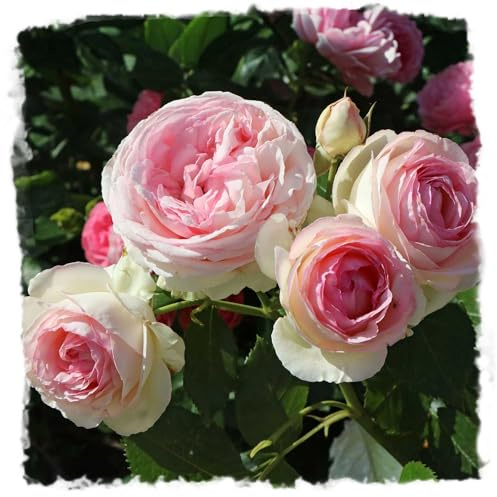 Eden Climbing Rose, 1.5 Gal Potted Live Plant, Reblooming Pink Flowers, Own Root, 12 ft Climber, Zones 5-9, Stargazer Perennials
