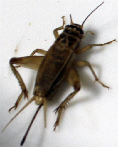 Heimchen mittel Portion ca. 70-80 St.