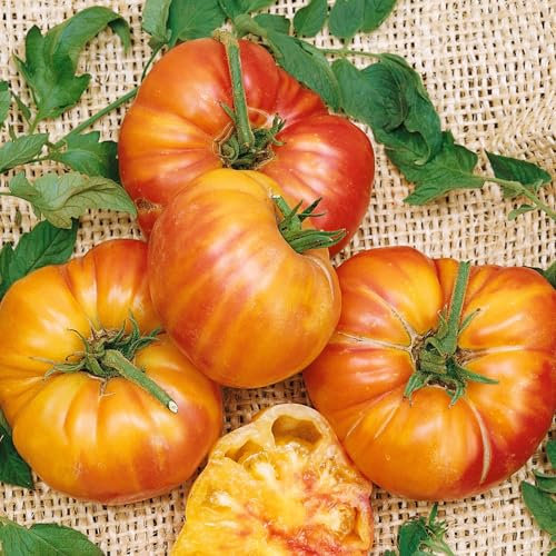 PREMIER SEEDS DIRECT - Tomato - Old German - 80 Finest Seeds - Organic