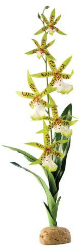 Exo Terra Spider Orchid