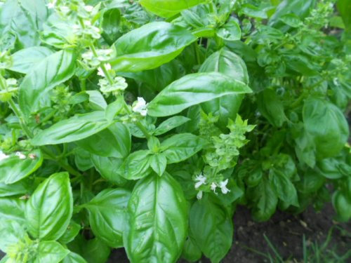 Basilikum (Ocimum basilicum) 1 Portion 100 Samen+