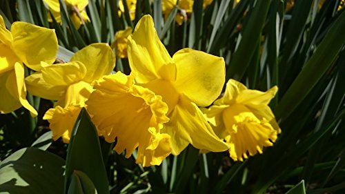 Hollybeck® 100 KING ALFRED TRUMPET DAFFODIL BULBS VIVID YELLOW SPRING PERENNIAL FREE UK P&P
