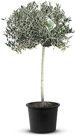 Tropictrees Olivier Naturel, Véritable Olivier Arbre avec un Tronc de 140 cm de Hauteur, 6-8 cm de Circonférence, Plante Exterieur Jardin et Arbre Fruitier pour la Décoration