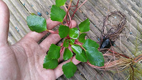 Mühlan Aquatic Plants 3 Trapa Natans for pond, floating plant against algae
