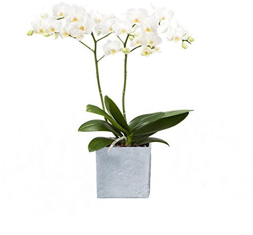 Dominik Blumen und Pflanzen, Zimmerpflanzen Orchidee, Phalaenopsis, weiß blühend, 2 triebig 1 Pflanze und 1 Scheurich Übertopf, grau / stone / weiß