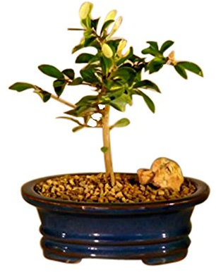 Bonsai Boy Flowering Lavender Star Flower Bonsai Tree - Small Grewia Occidentalis