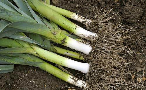 JustSeed - Vegetable - Heritage - Leek - Blue de Solaise 200 Seed