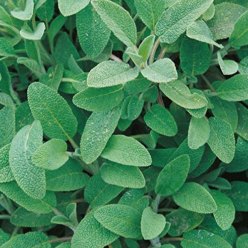 New Pack Herb 'Sage' (Salvia officinalis) Perennial Garden Herb Seeds Suffolk Herbs