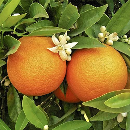 YouGarden Large Citrus Orange Tree Supplied in 4L Pot, Established Plant Around 70-90cm Tall, Exotic Fruit Tree for Garden, Citrus Tree for Patio and Plant Pot, Outdoor Plants