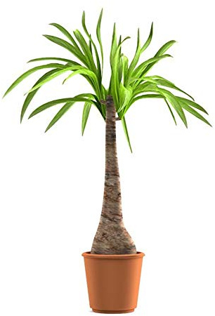 Beaucarnea recurvata - 50 Samen - Elefantenfuß, Wasserpalme, Flaschenbaum -