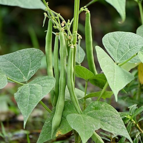 PREMIER SEEDS DIRECT - Dwarf Kenyan/French Bean - Safari - 130 Finest Seeds