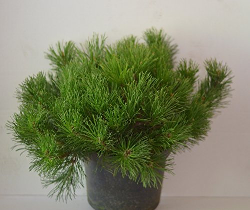 Zwergkiefer, Pinus mugo var. pumilio 40-50 cm breit im 5 Liter Pflanzcontainer