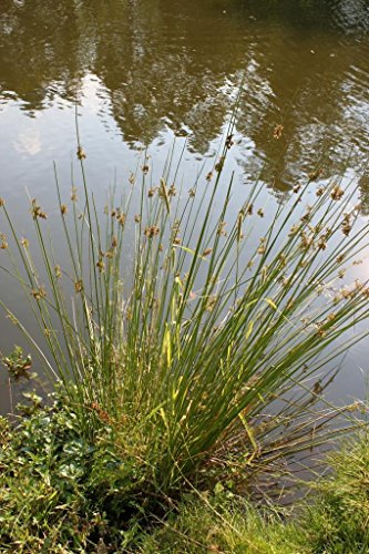 WASSERPFLANZEN WOLFF - Juncus effusus - Flatterbinse - QUALITÄTSSTAUDE im 9x9 cm Topf durchwurzelt - heimisch - winterhart