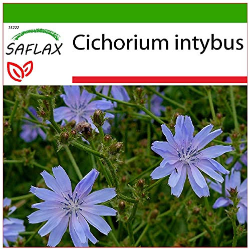SAFLAX - Chicory - 250 Seeds - with Soil - Cichorium intybus