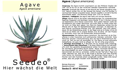 Seedeo® Agave (Agave Americana) 10 Samen