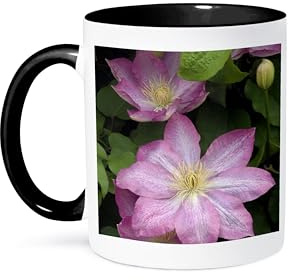 3dRose Clematis Buttercup flowers, Pennsylvania, USA - US39 RKL0015 - Raymond Klass 11oz Two-Tone Black Mug