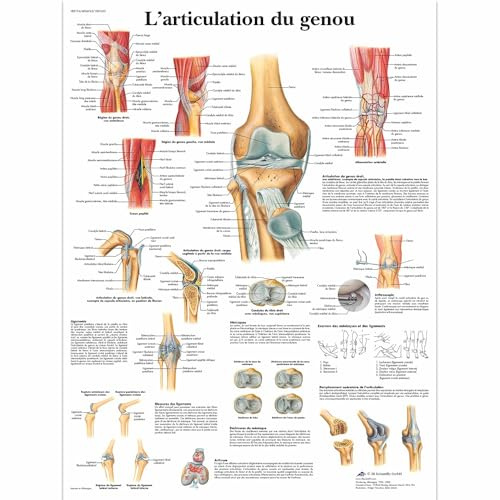 3B Scientific Articolazione del Ginocchio Tavola Didattica Anatomica su Carta, Multicolore, 50 x 67 cm