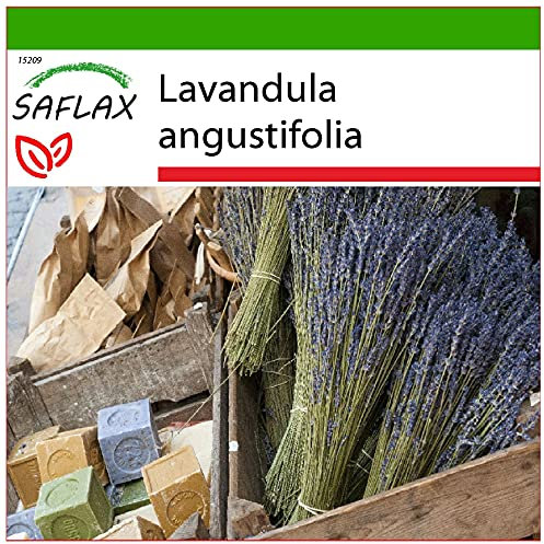 SAFLAX - Lavanda - 150 semi - Con substrato - Lavandula angustifolia