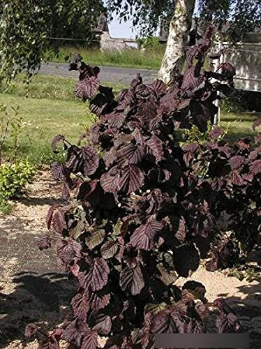 Corylus avellana Red Majestic® - Rotblättrige Korkenzieherhaselnuss Red Majestic - Blut Haselnuss