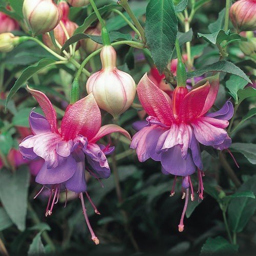 Pack x6 Upright Bush Fuchsia 'Winston Churchill' Summer Garden Plug Plants