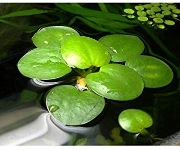 AquaPlants Froschbiss/Limnobium laevigatum - mittelgroß, 4 Stück