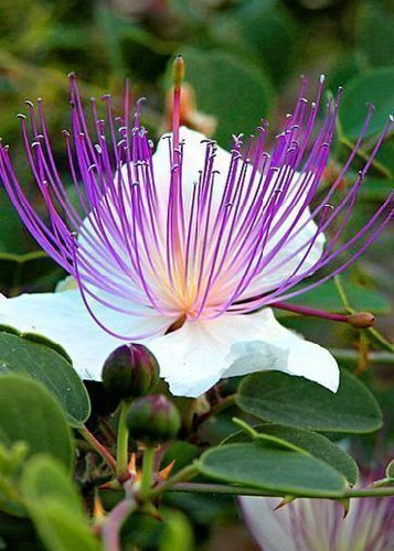 Tropica - Erbe - Vero cappero (Capparis spinosa) - 25 semi