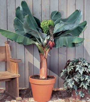 Seeds and Things Dwarf Cavendish Banana Tree- 6 Seeds - Musa acuminate by Seeds and Things