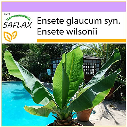 SAFLAX - Snow Banana - 10 Seeds - Ensete glaucum syn. Ensete wilsonii