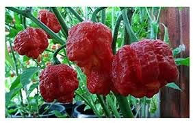 SEMI PEPERONCINO TRINIDAD SCORPION MORUGA RED+ GUIDA ALLA COLTIVAZIONE