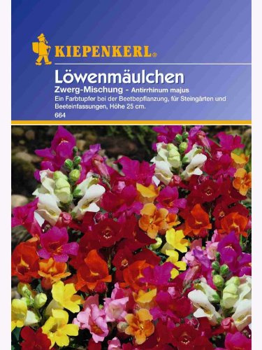 Antirrhinum Löwenmäulchen Zwerg-Mischung