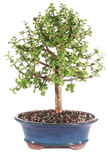 Brussel's Bonsai - Live Dwarf Jade Bonsai Tree in a Ceramic Bonsai Pot, Indoor Succulent Houseplant, 6 Years Old, 10-14 Inches Tall, Easy Care Plant for Home or Office (Large, Green)