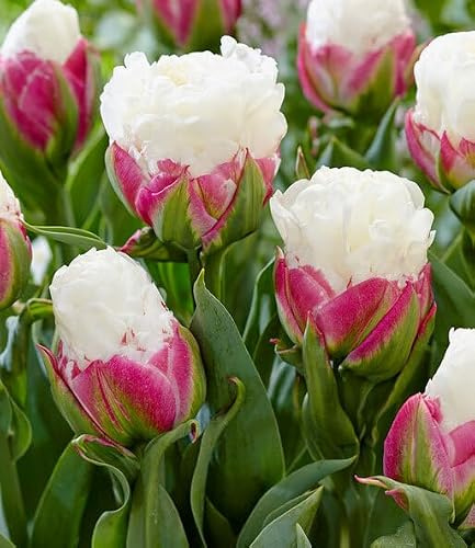 BALDUR Garten 10x Tulpe 'Ice Cream®', Zwiebeln mit Umfang 11 cm | spektakuläre Blütenform, Traumblüten, Blickfang, tolles Farbspiel, winterhart, pflegeleicht, mehrjährig, Schnittblume