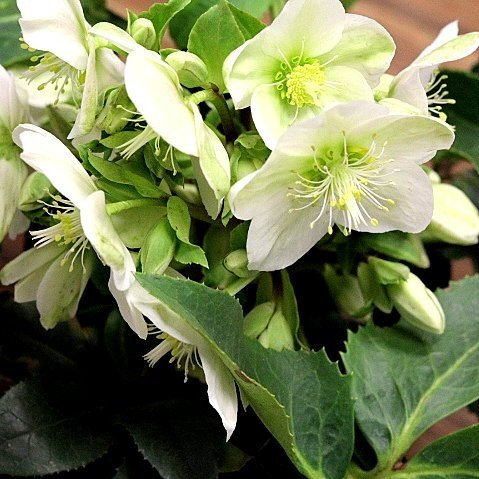 Helleborus niger 'Praecox' – Winterhart, Immergrün, Mehrjährig – Christrose – Staude für Garten & Kübel