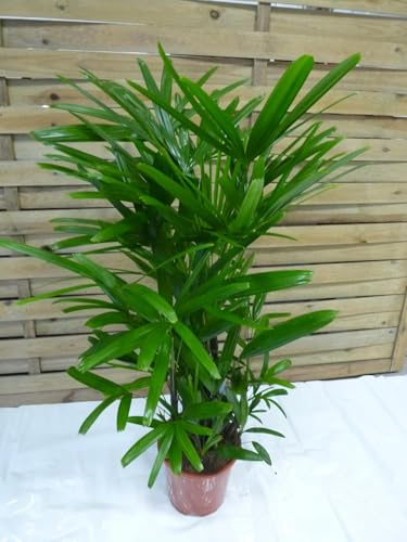 [Palmenlager] XL Rhapis excelsa - Steckenpalme - 100/120 cm // Zimmerpflanze, Zimmerpalme
