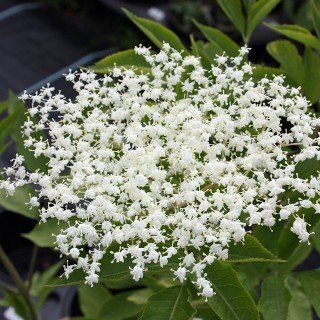 Sambucus nigra – Winterhart, Mehrjährig, Pflegeleicht – Schwarzer Holunder – Fruchtgehölz für Garten & Naschhecke