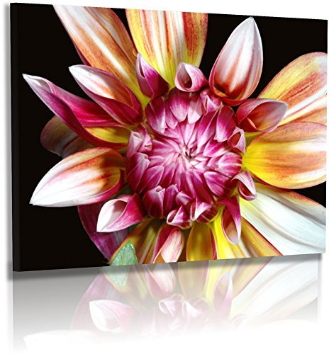 Premium - Leinwand - Blumenbild - Naturbilder - Blumenfotos - Dahlien - Ästhetik - Wandbilder XXL - Blume - Bild - Dahlie - Blüte - Knospe - Exotische Blumen - Leinwandbild (120 cm x 80 cm)
