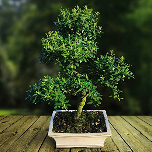 Ilex Flowering Indoor/Outdoor Bonsai tree 30-35 cm in ceramic Pot