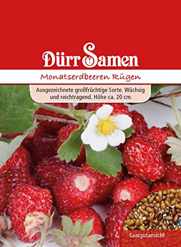 Monatserdbeeren Rügen