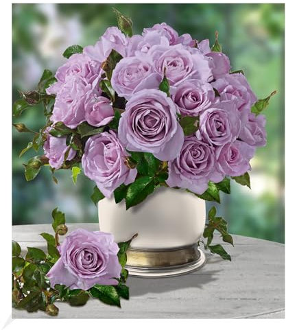 BALDUR Garten Delbard® Parfum-Rosen 'Mamy Blue®', 1 Pflanze, Duftrose Edelrose, winterhart, mehrjährig, blühend, Schnittblume, Rosa Hybride, duftende Knospen