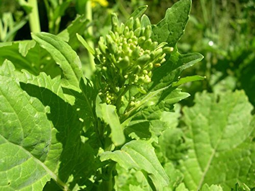 Broccoli Seeds - 'Early Fall Rapini' --Italian and soooo GOOD!!!(50 - Seeds)