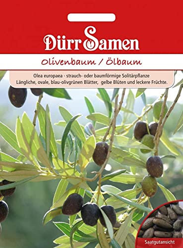 Dürr-Samen - Olivenbaum/Ölbaum Saatgut