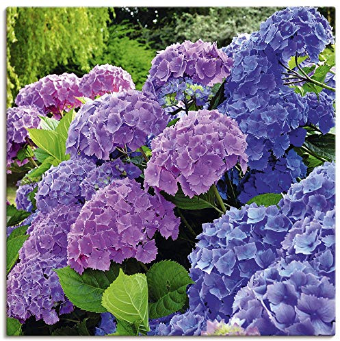 ARTLAND Wanddeko Leinwand Bilder Wandbild 50x50 cm Hortensien Botanik Blumen Blüten Garten Natur Pflanze T4QJ