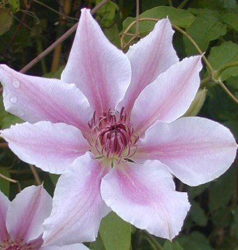 Waldrebe Clematis Nelly Moser weiß mit rosa Streifen im 3 Liter Pflanzcontainer 80-100 cm hoch